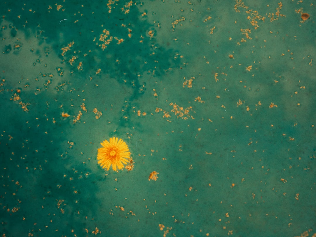 Photo Bacterial colony