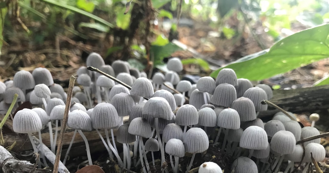 Photo Mushroom supplement