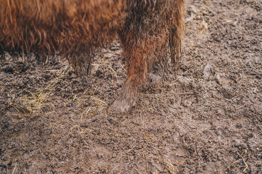 Photo Mud bath
