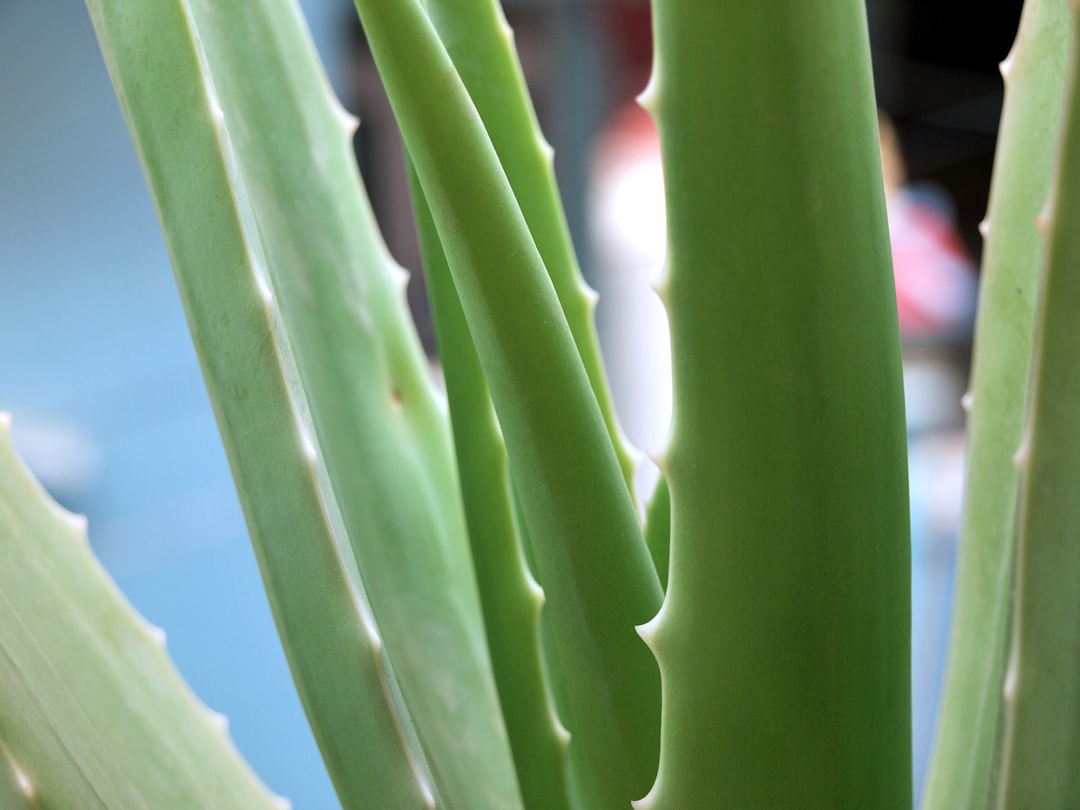 Photo Aloe vera gel