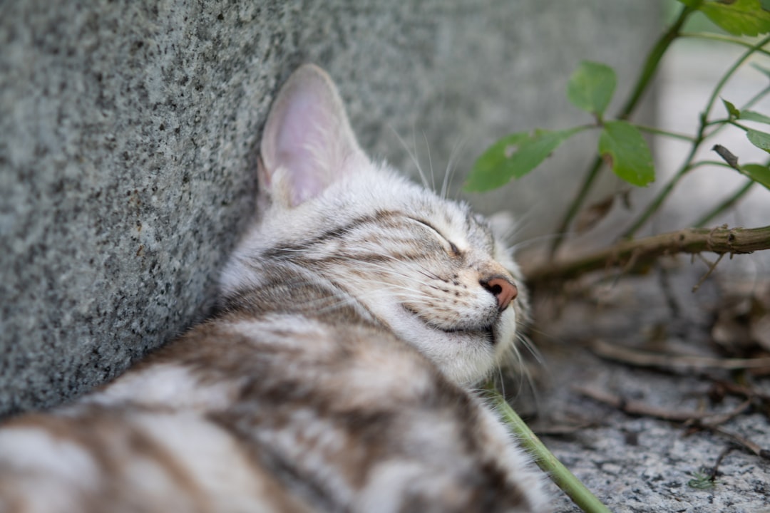 Photo Baby sleeping on an incline