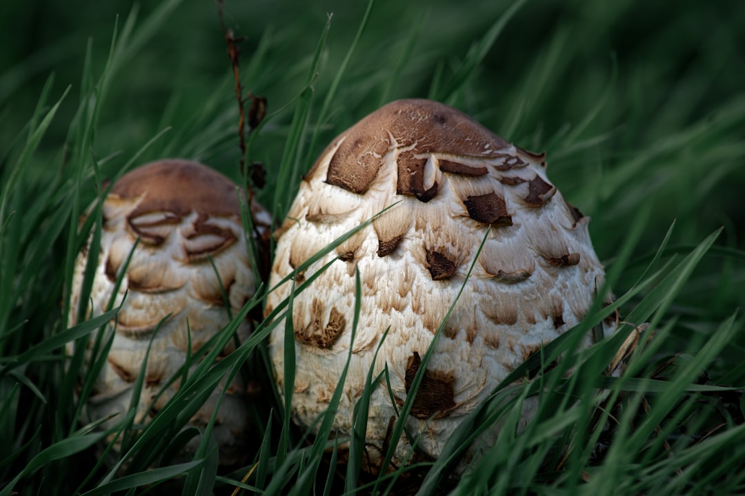 Photo Mushroom supplement