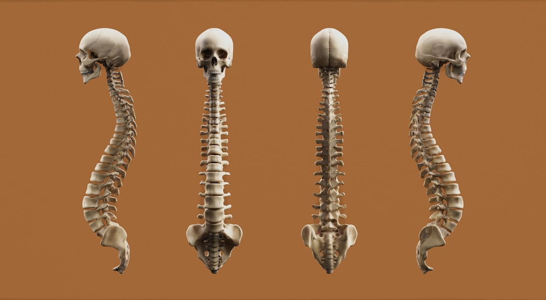 Photo Spinal disc