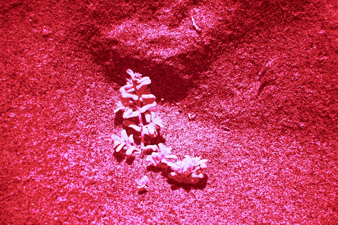 Photo Collagen powder