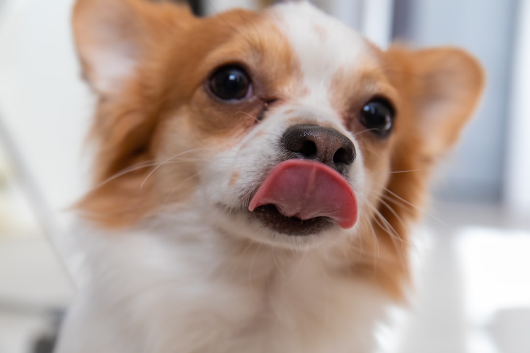 Photo White-coated tongue
