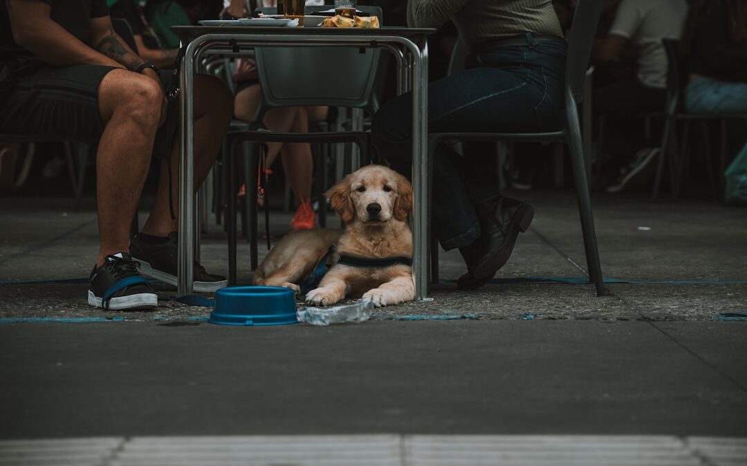 Photo Therapy dog