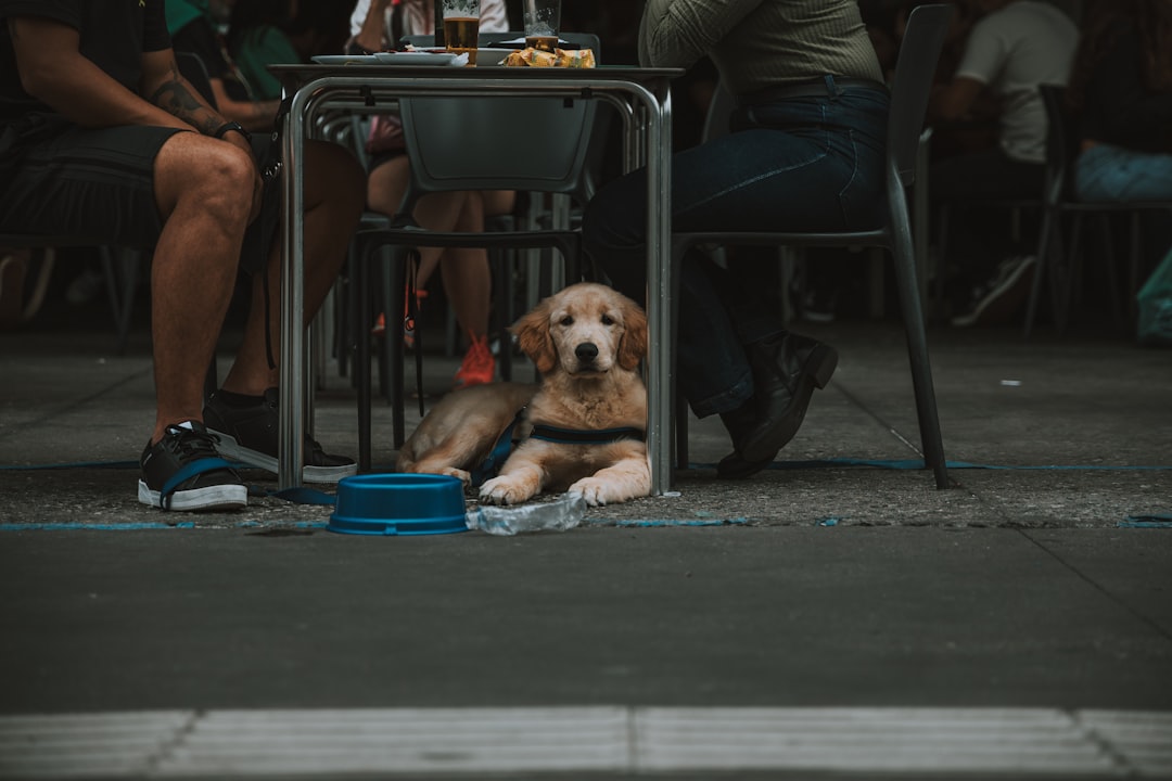 Photo Therapy dog