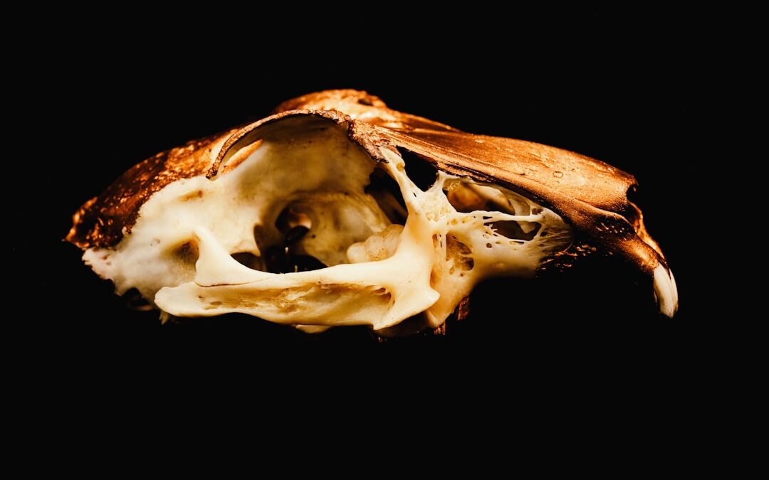Photo Prostate anatomy