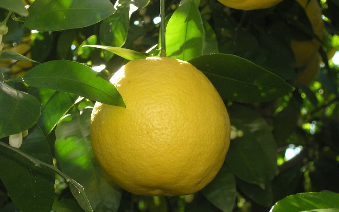 Photo Lemon juice