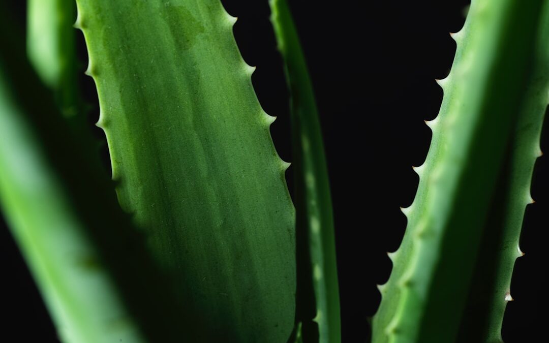 Photo Aloe vera gel