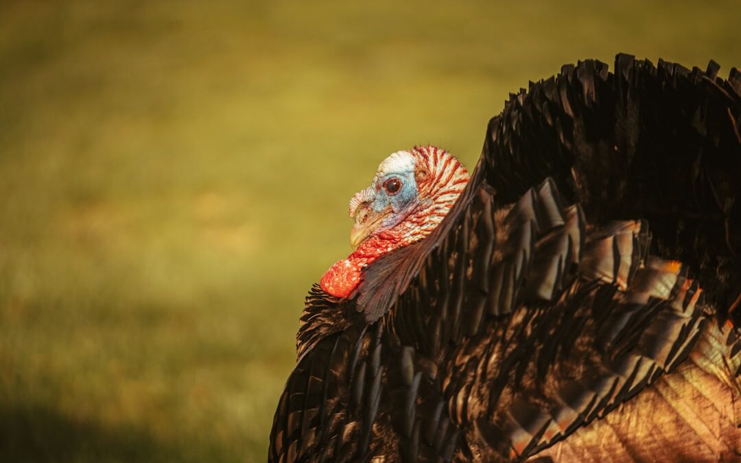 Photo Turkey leg