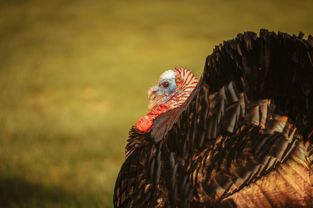 Photo Turkey leg