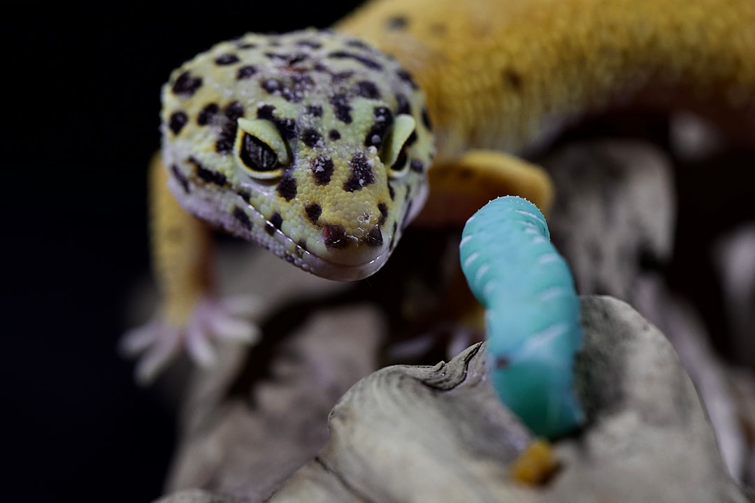 Photo Yellow tongue