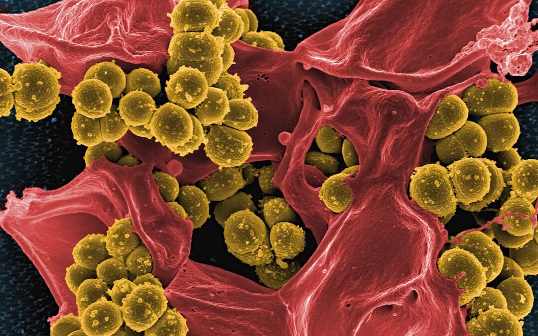 Photo Microscopic bacteria