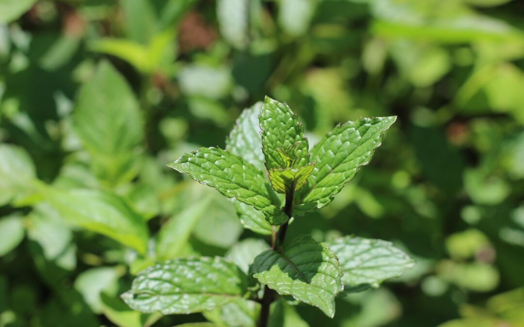 Photo Herbal remedies