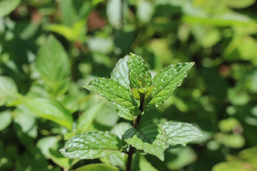 Photo Herbal remedies