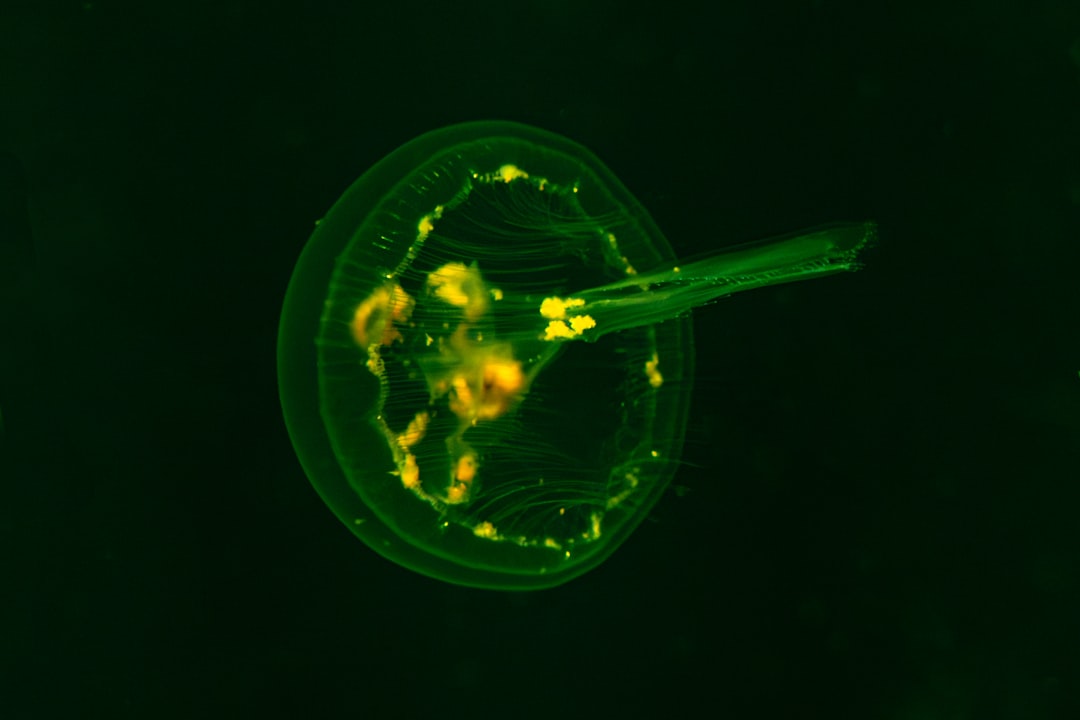 Photo Cell cycle