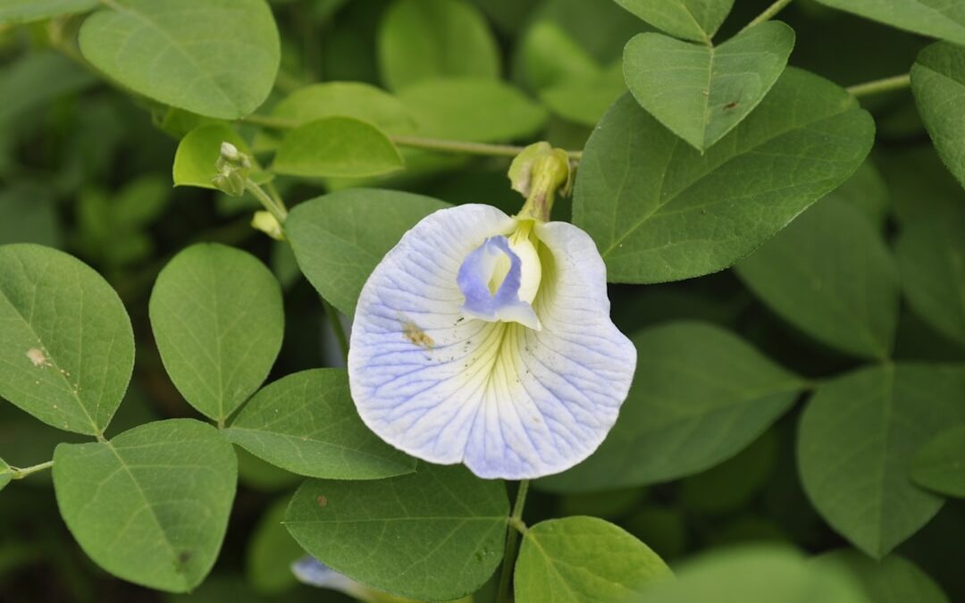 Photo Herbal remedies