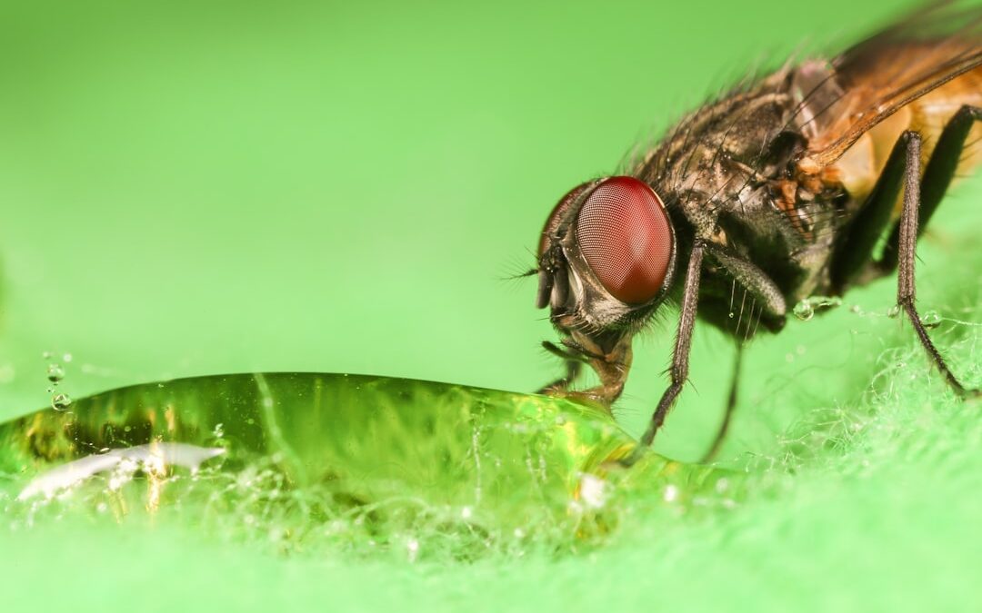 Photo Insect repellent spray