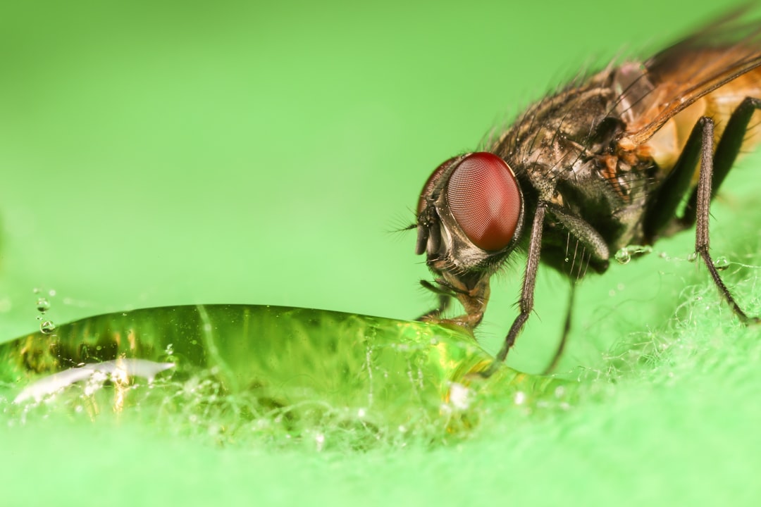 Photo Insect repellent spray