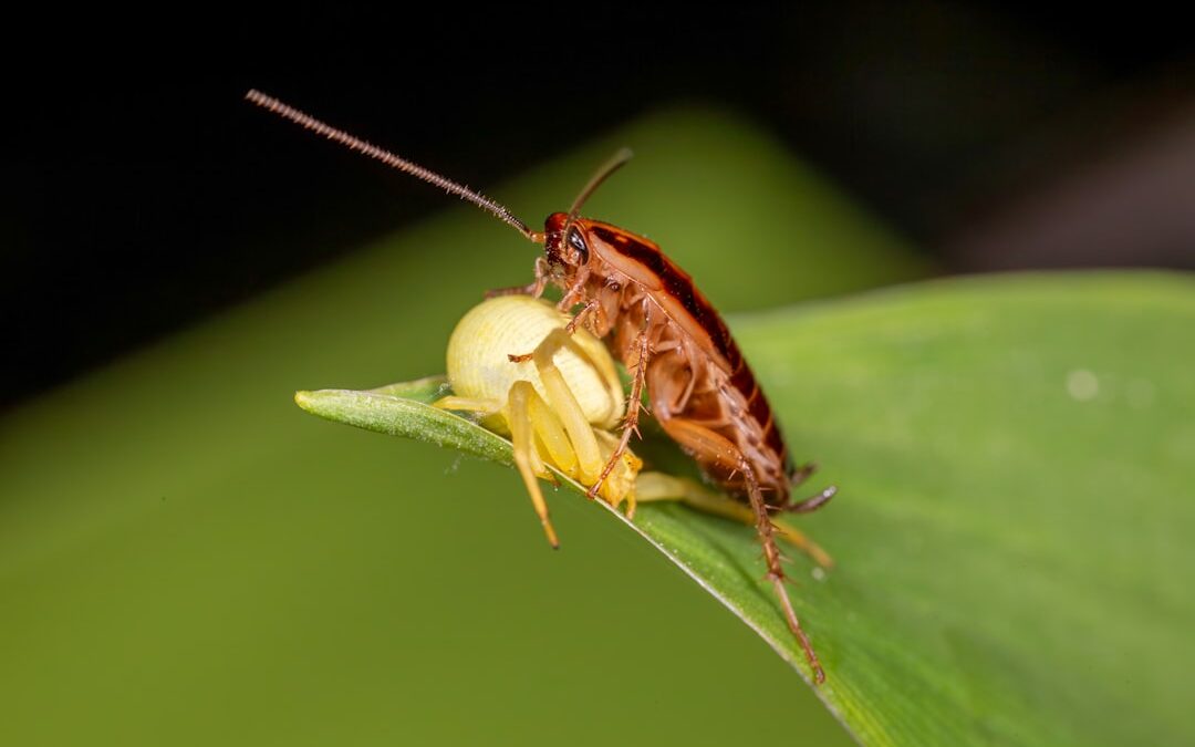 Photo Bug bite