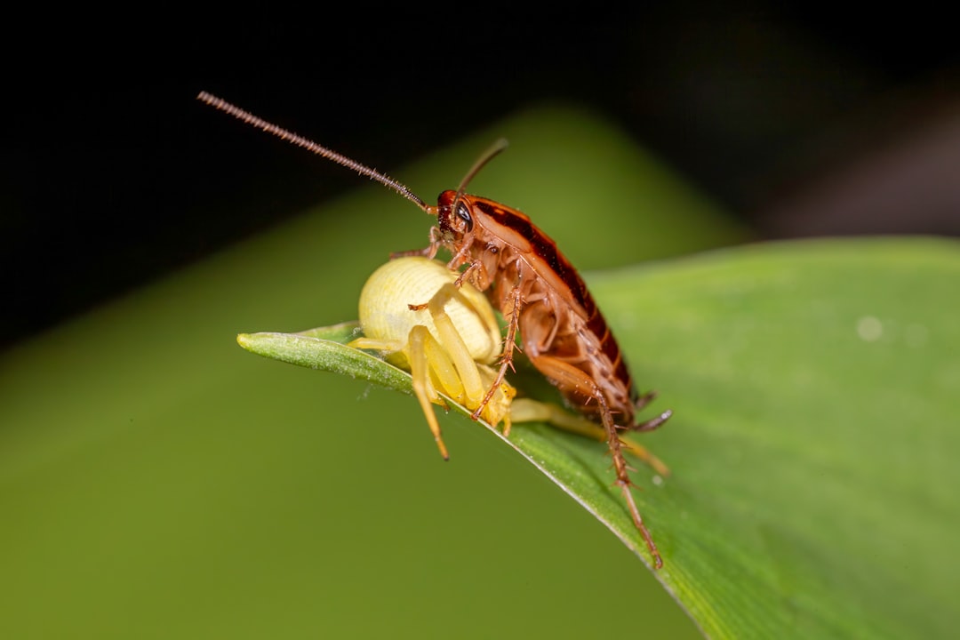 Photo Bug bite
