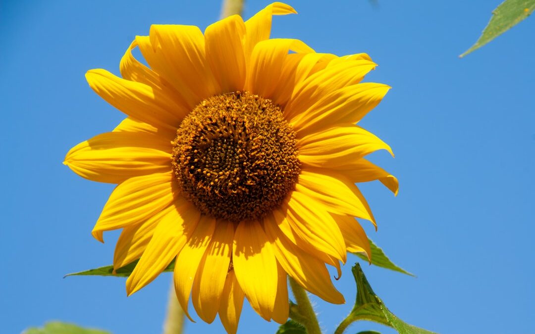 Photo Sunburn relief
