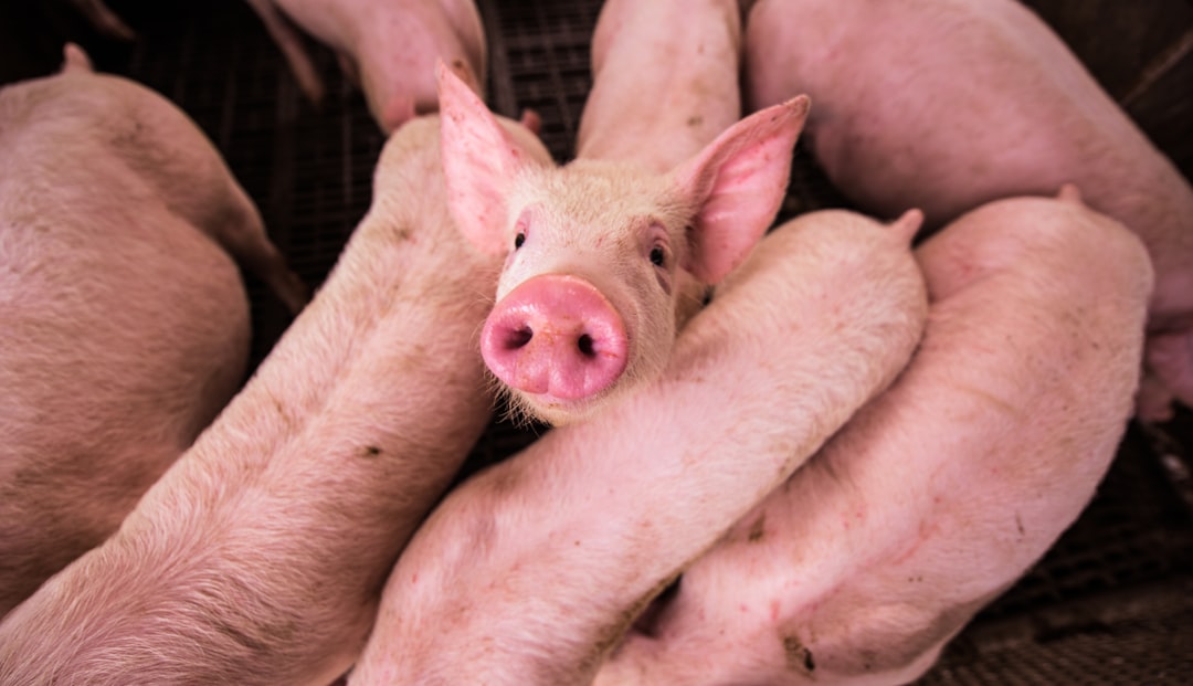 Photo Pig farm