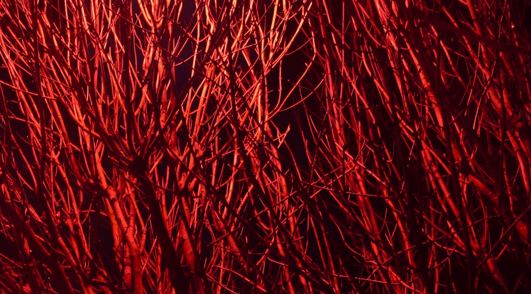 Photo Red rash