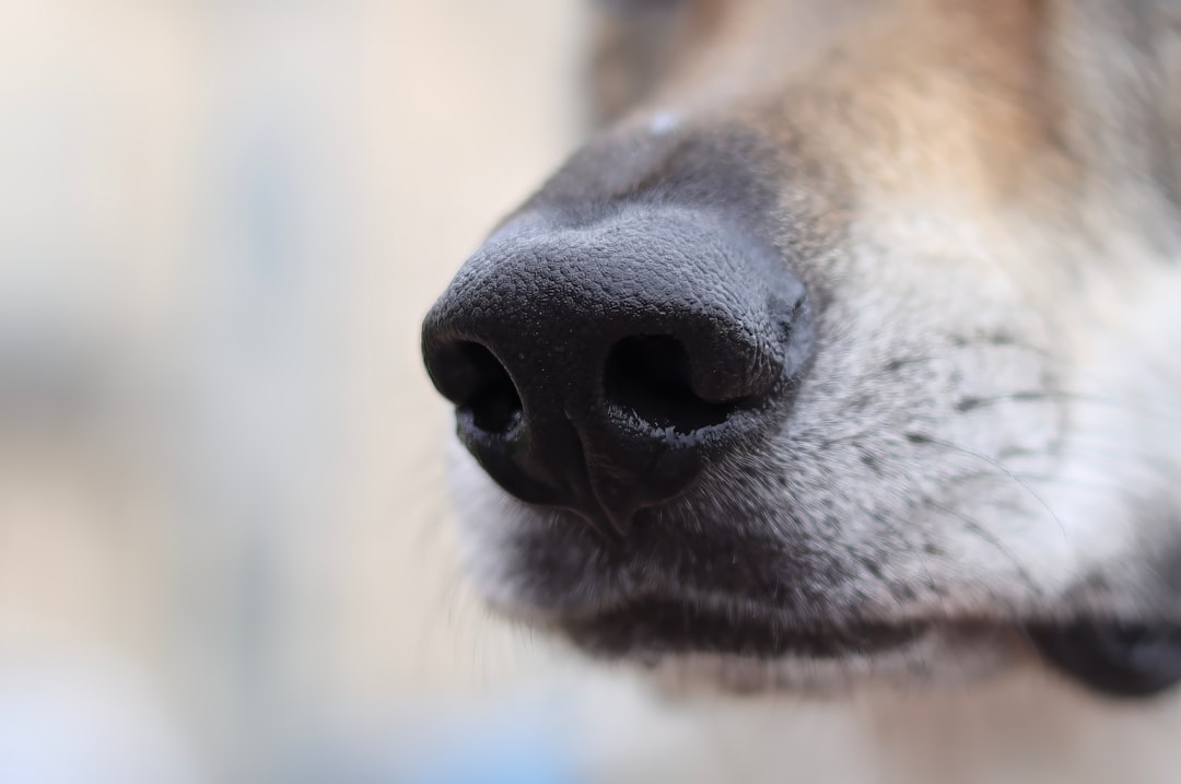 Photo Runny nose