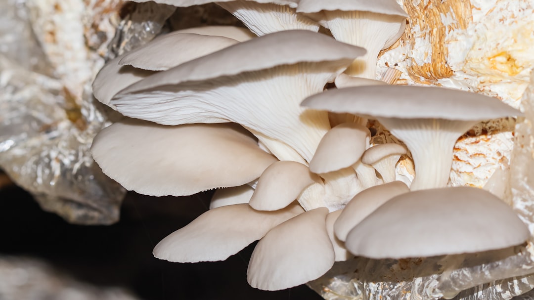 Photo Anti-fungal cream