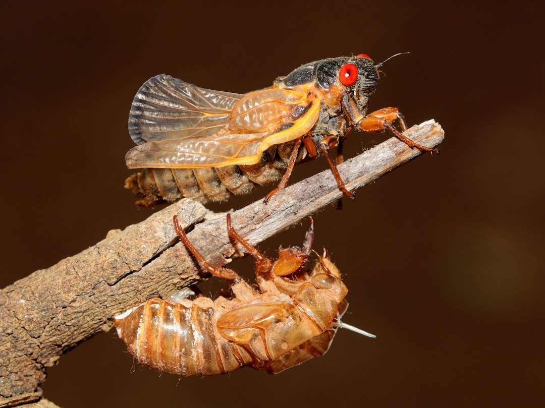 Photo Insect traps