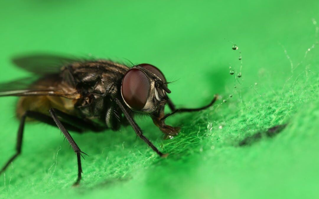Photo Insecticide spray