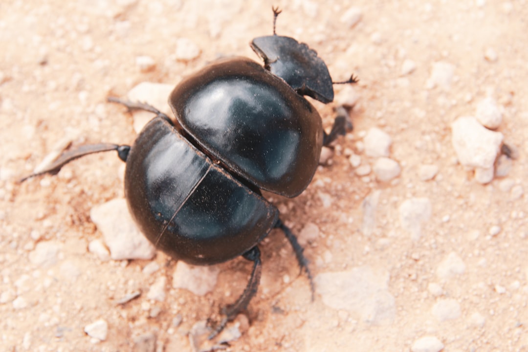 Photo Beetle species