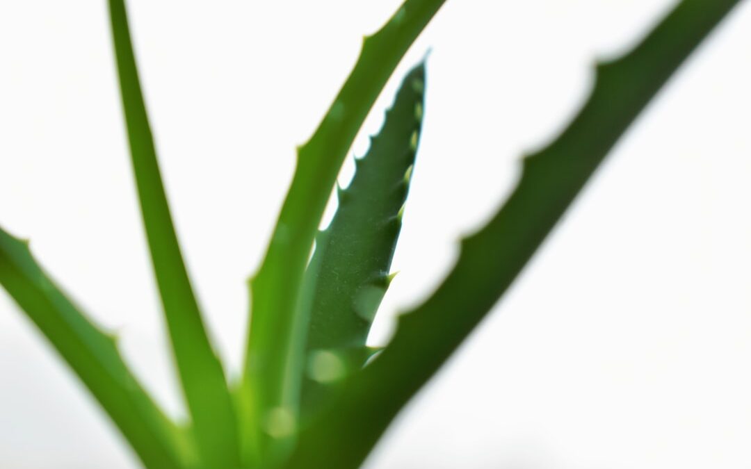 Photo Aloe vera