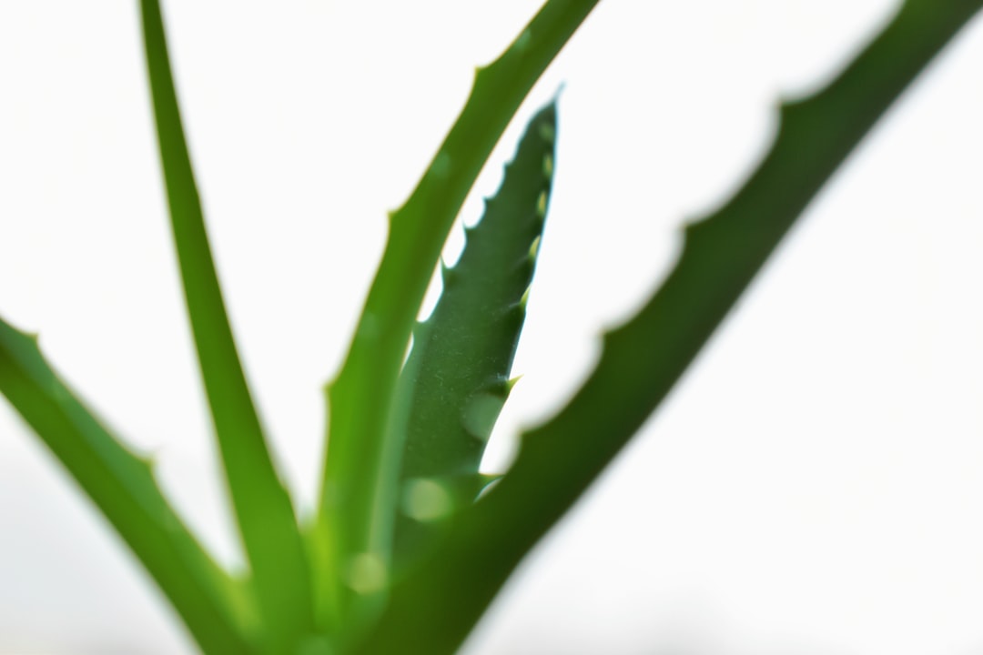 Photo Aloe vera