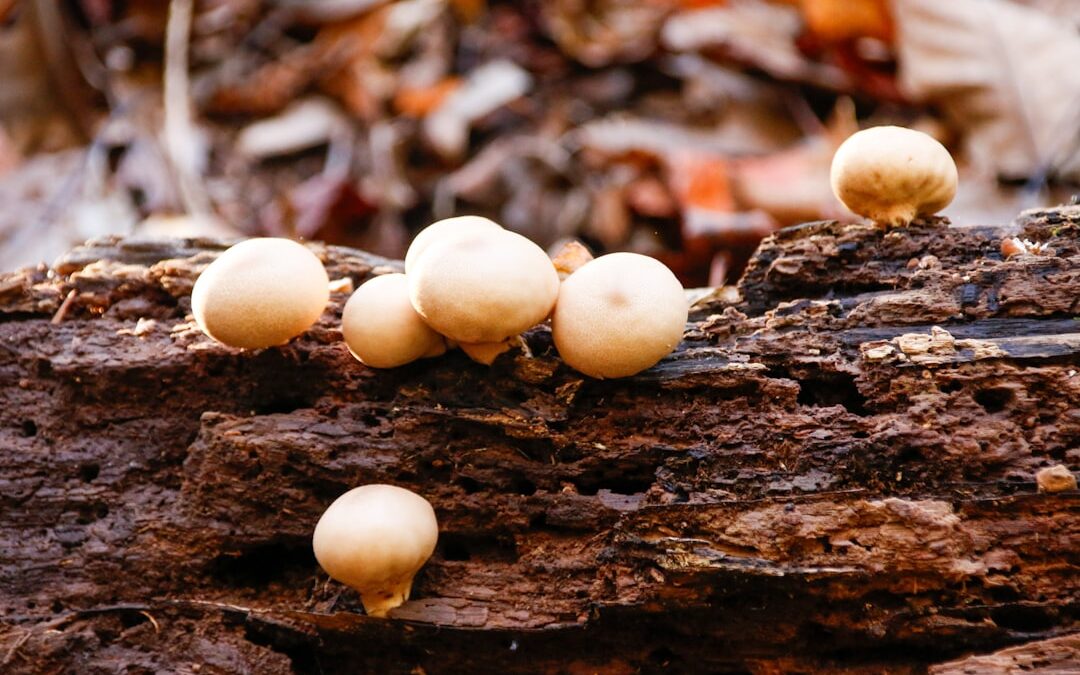 Photo Mushroom capsules