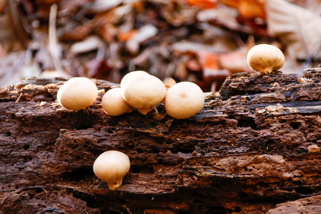 Photo Mushroom capsules
