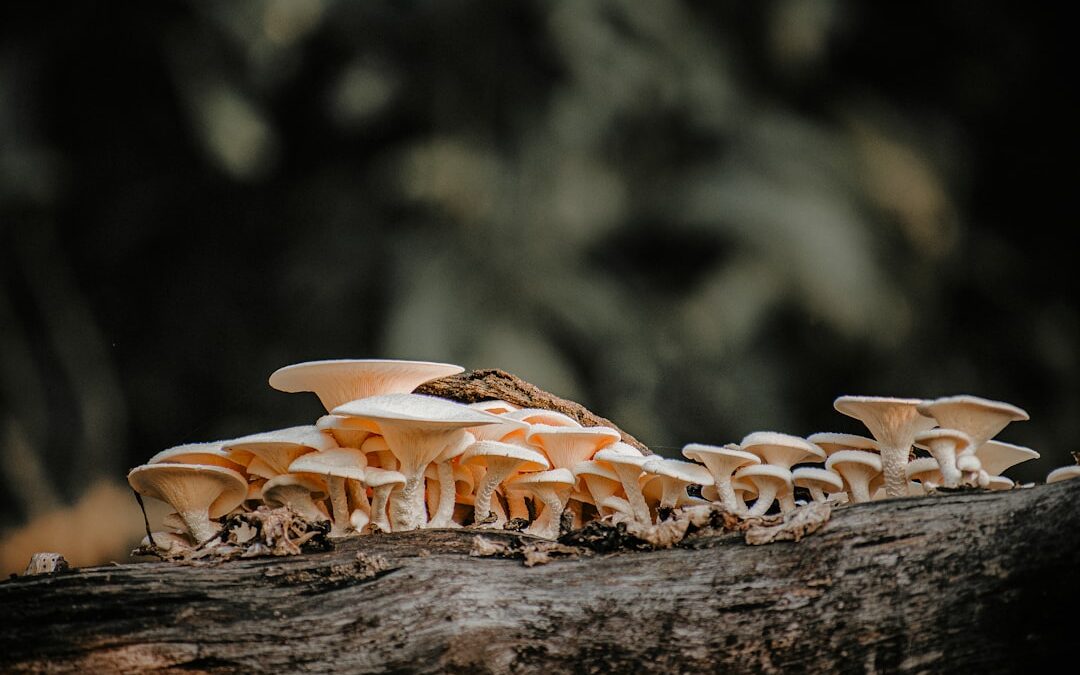 Photo Mushroom growth