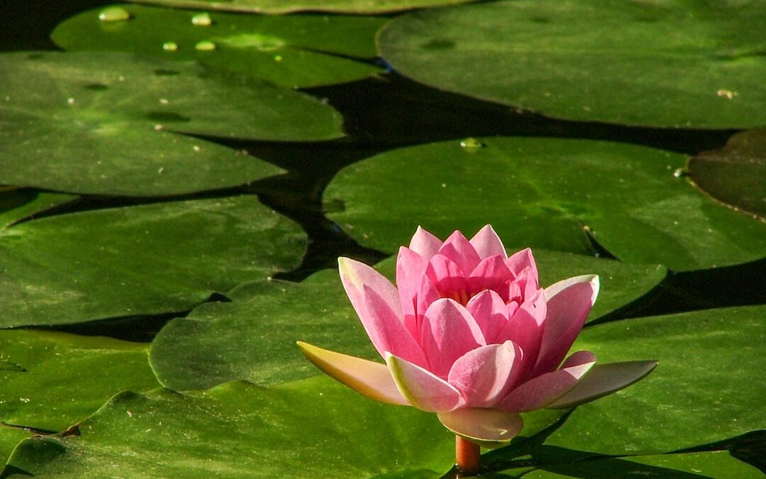 Photo Pink flower