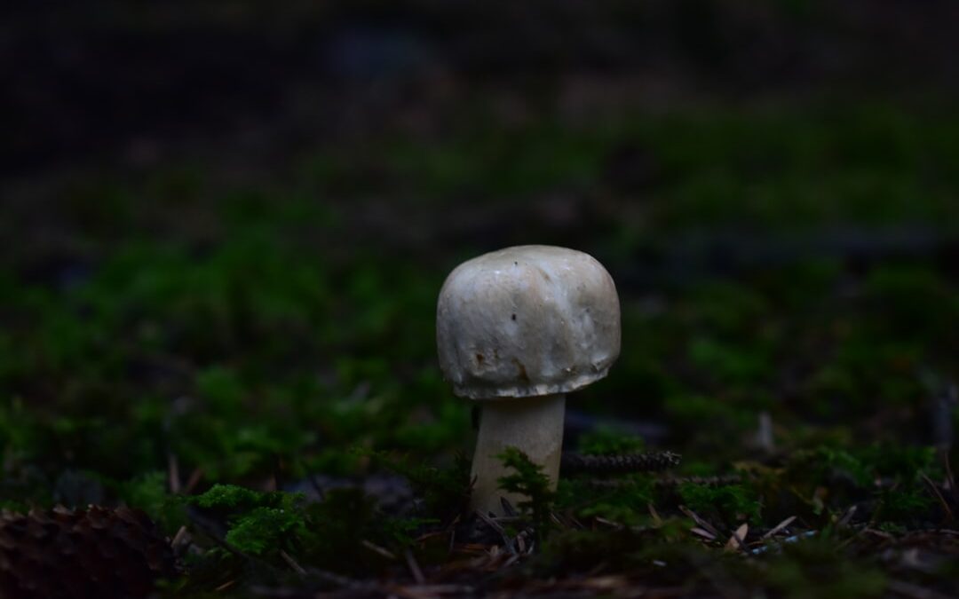 Photo Mushroom patch