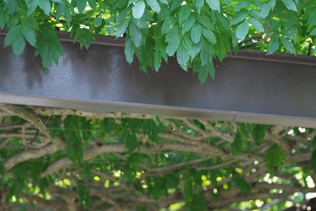 Photo Anti-fungal spray
