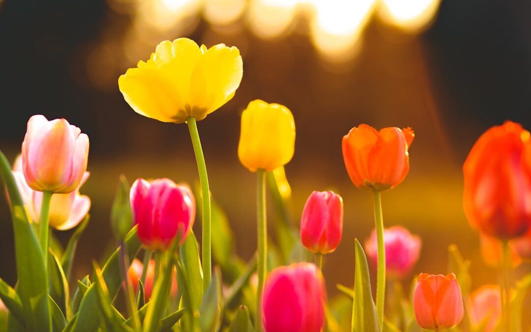 Photo Colorful flowers