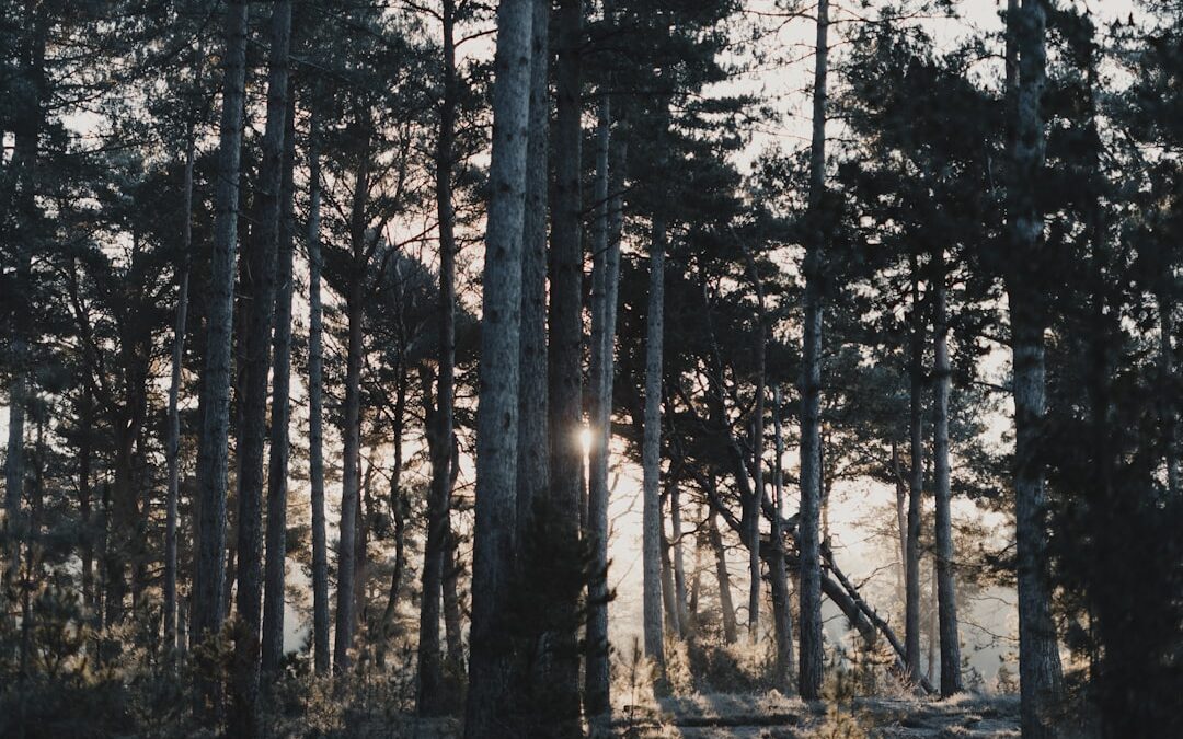 Photo Peaceful forest