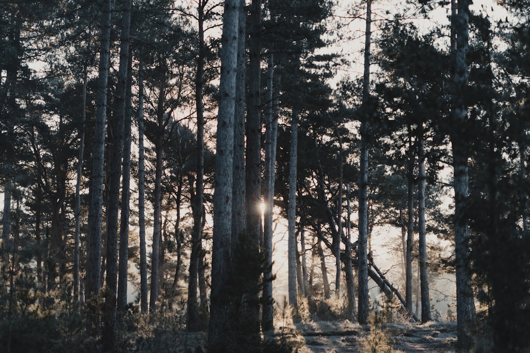 Photo Peaceful forest