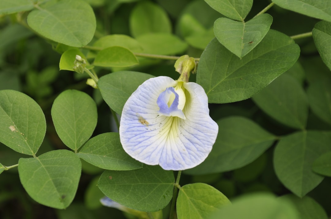 Photo Herbal remedies