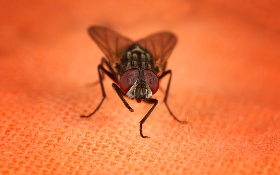 Photo DIY insect repellent