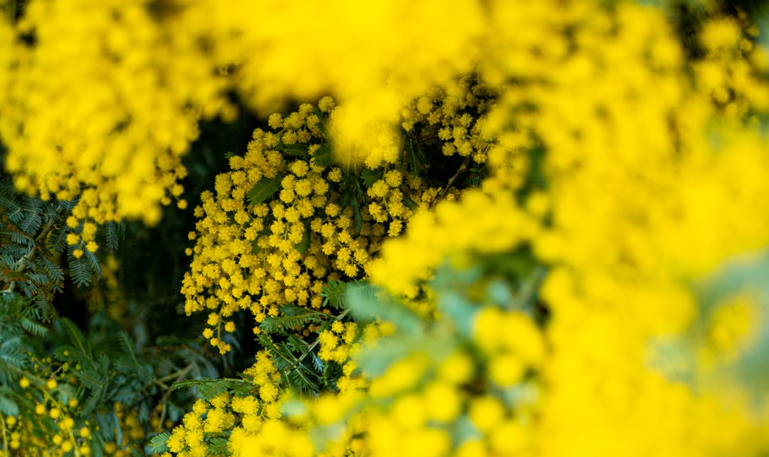 Photo Yellow fever