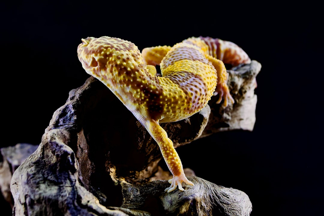 Photo Yellow skin