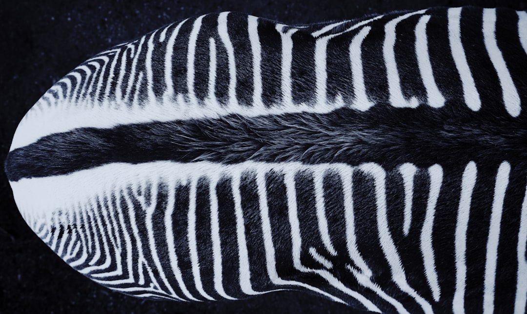 Photo Spinal X-ray